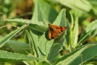 Ochlodes sylvanus