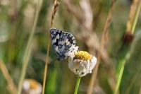 Melanargia galathea