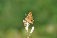 Polygonia c-album