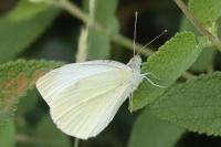 Pieris rapae