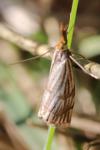 Chrysocrambus linetella