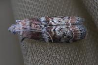 Phycita roborella
