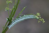 Macroglossum stellatarum