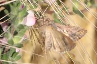 Autographa gamma