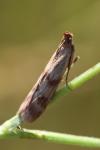 Homoeosoma sinuella