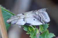 Acrobasis fallouella