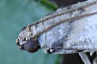 Acrobasis fallouella