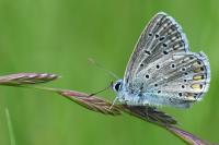 Polyommatus icarus