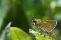 Thymelicus sylvestris