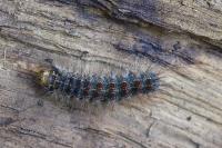Lymantria dispar