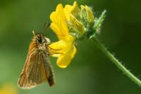 Thymelicus sylvestris