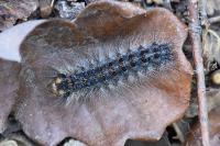 Lymantria dispar