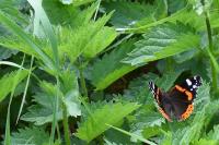 Vanessa atalanta