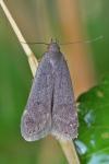 Anacampsis