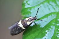 Dasycera oliviella