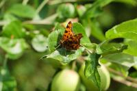 Polygonia c-album
