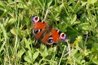 Aglais io