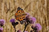 Vanessa cardui