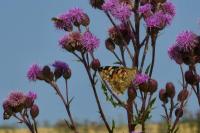 Vanessa cardui