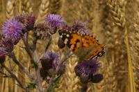 Vanessa cardui