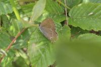 Satyrium ilicis