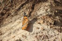 Vanessa cardui