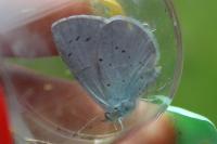 Celastrina argiolus