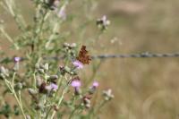 Polygonia c-album
