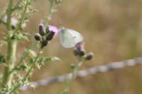 Pieris rapae