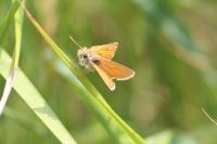 Thymelicus sylvestris