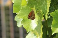 Pyronia tithonus