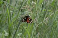 Callimorpha dominula