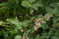 Vanessa cardui