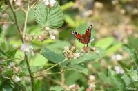 Aglais io