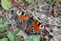 Aglais io