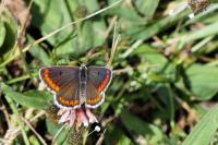 Aricia agestis