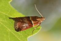 Acrobasis repandana