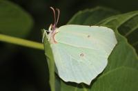 Gonepteryx rhamni