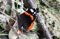 Vanessa atalanta