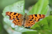 Polygonia c-album