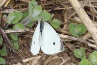 Pieris rapae