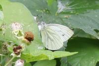 Pieris napi