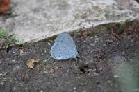 Celastrina argiolus
