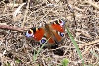 Aglais io