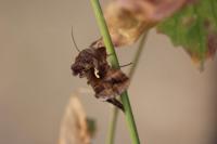 Autographa gamma