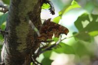 Polygonia c-album