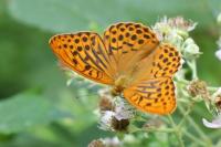 Argynnis paphia
