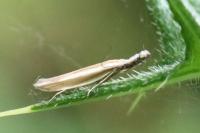 Pleurota aristella