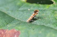 Cameraria ohridella
