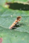 Cameraria ohridella